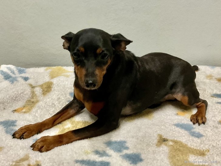 ミニチュアピンシャー【・男の子・2023年5月20日・ブラックタン】