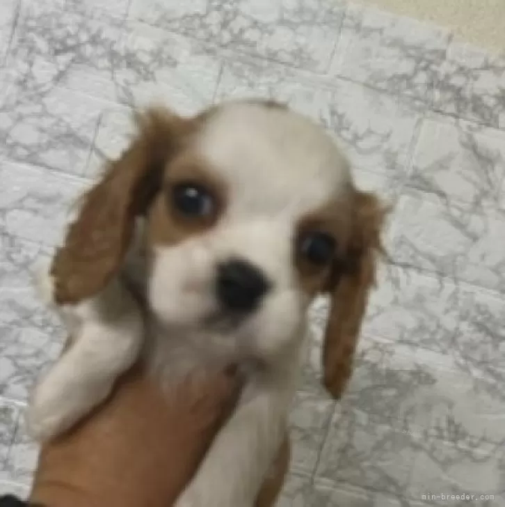 ID:2401-02397の子犬