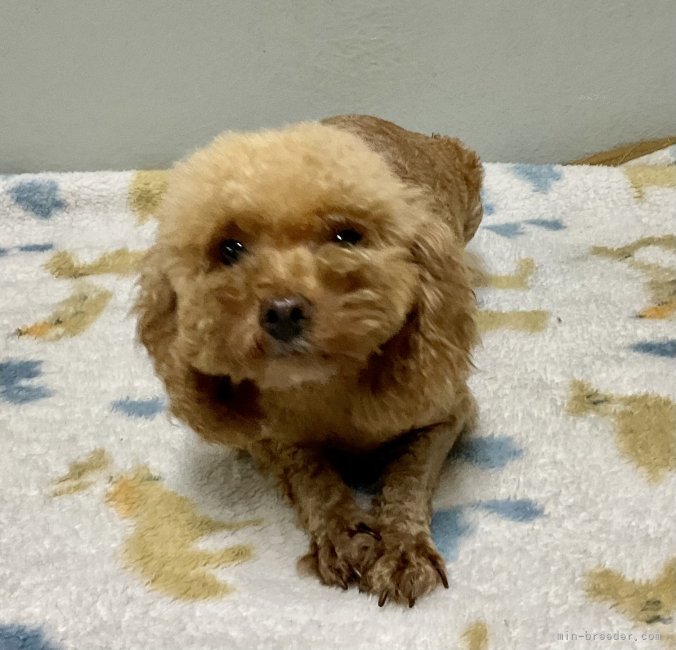 トイプードル【・男の子・2022年1月22日・レッド】