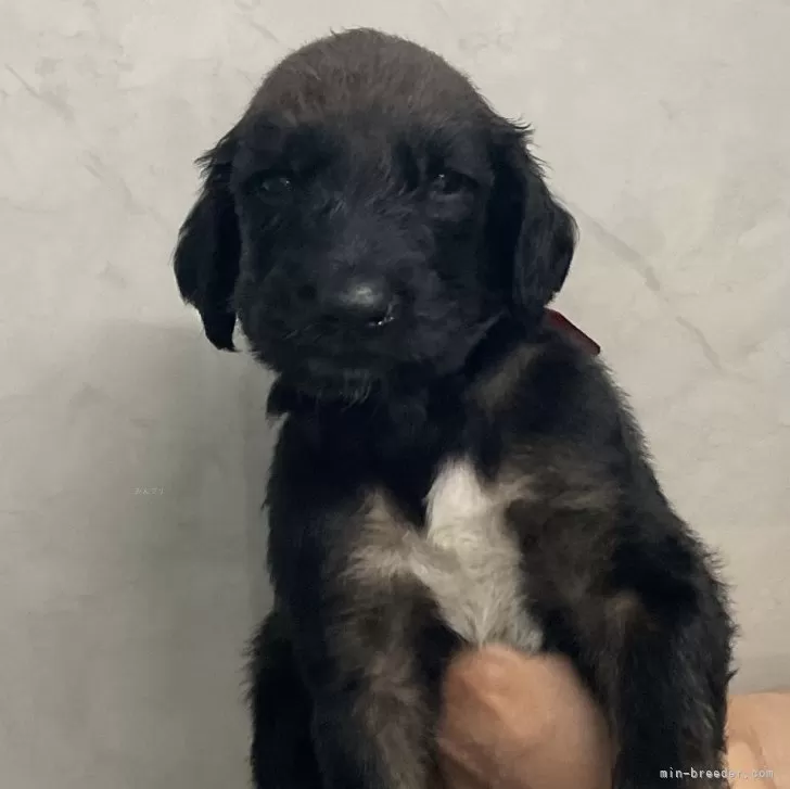 ID：2406-06441の子犬