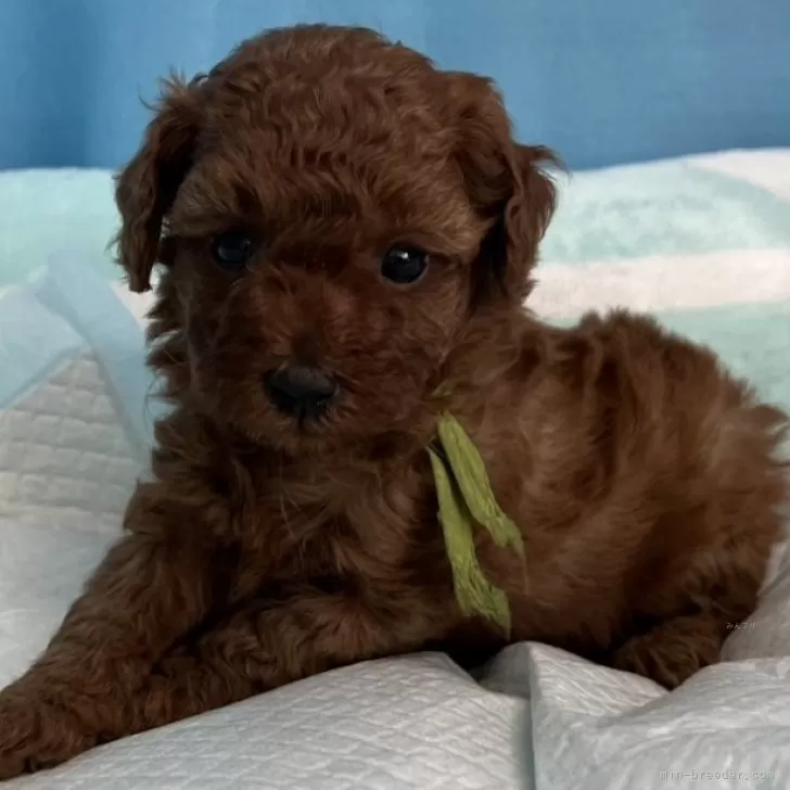 ID:2312-03991の子犬