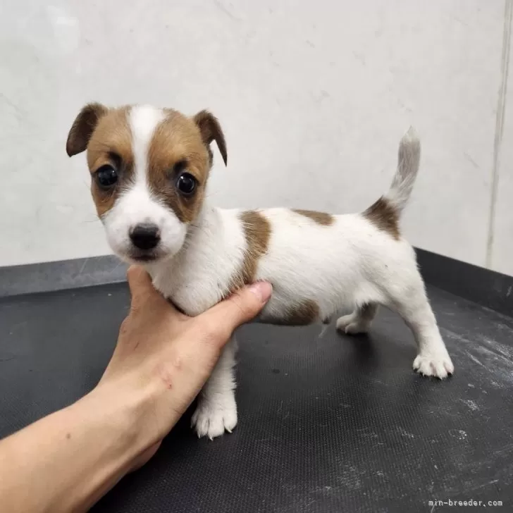 ID:2401-03632の子犬