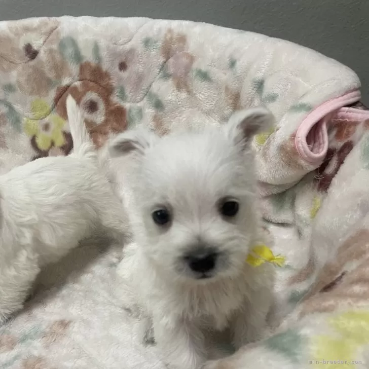 ID：2401-05506の子犬