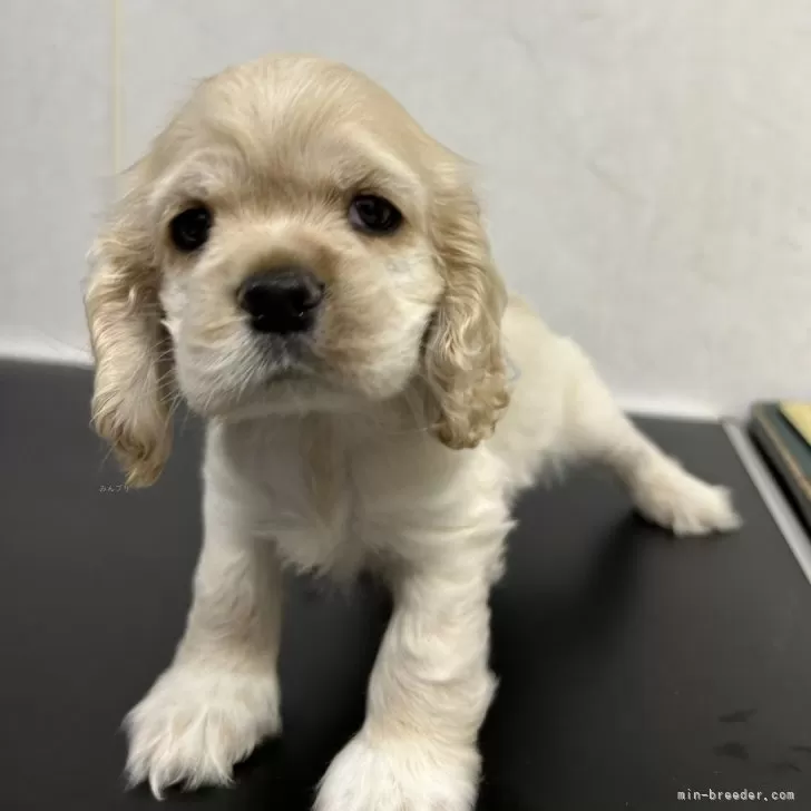 ID:2403-07157の子犬