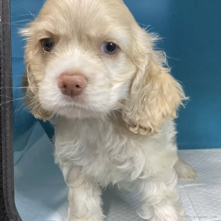 ID:2408-00401の子犬