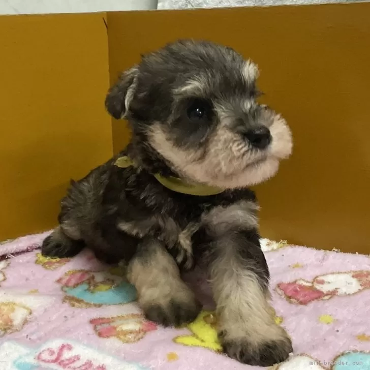 ID:2410-06941の子犬