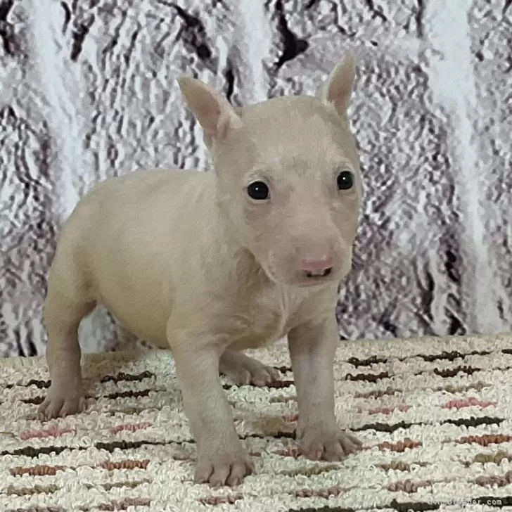 ID：2410-04498の子犬