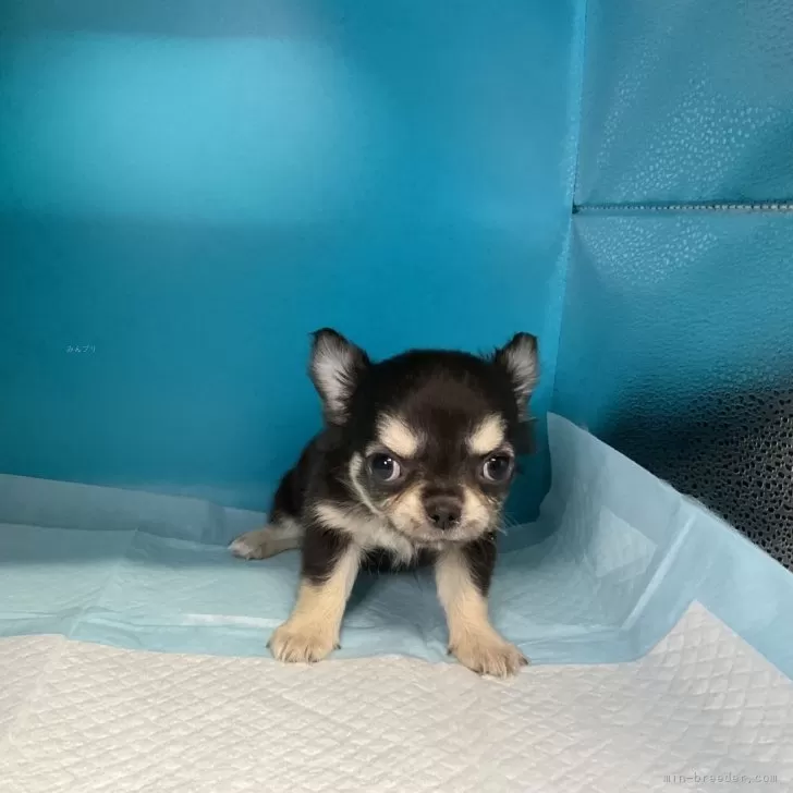 ID:2401-05492の子犬