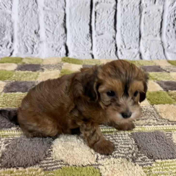 ID：2408-06685の子犬