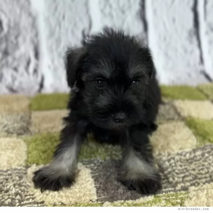 ID：2408-06693の子犬