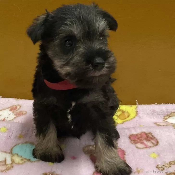 ID:2410-06937の子犬