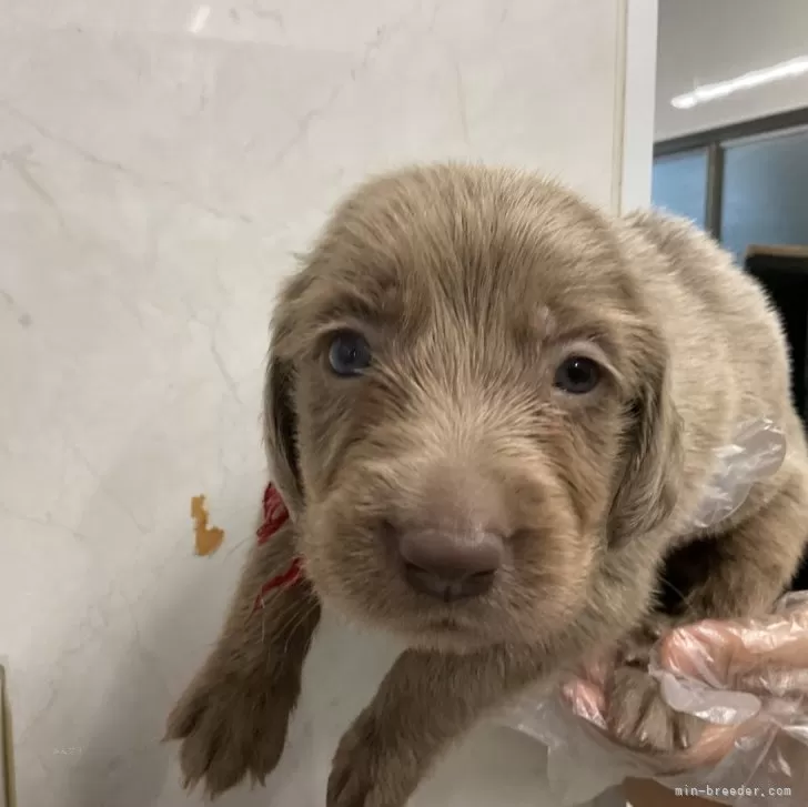 ID:2407-05617の子犬