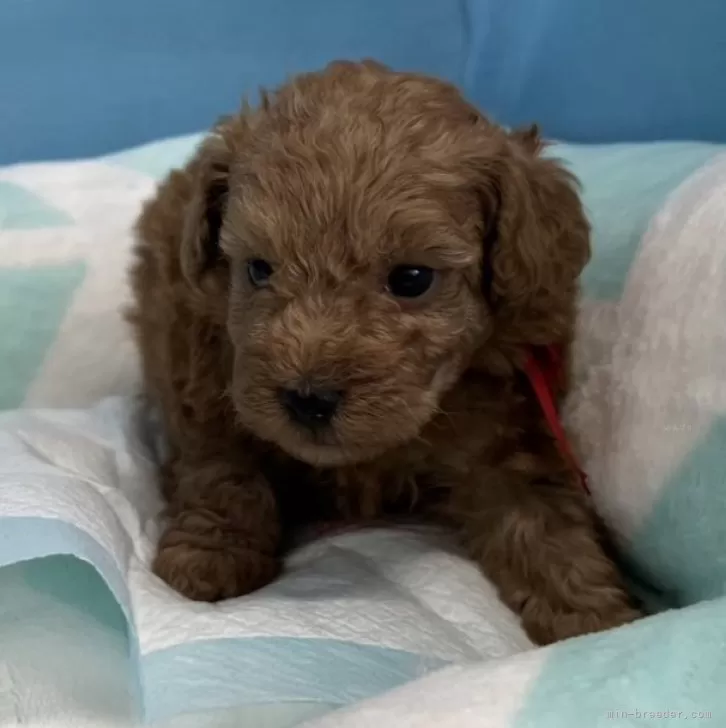 ID:2312-03993の子犬