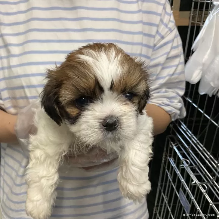 ID：2405-00804の子犬