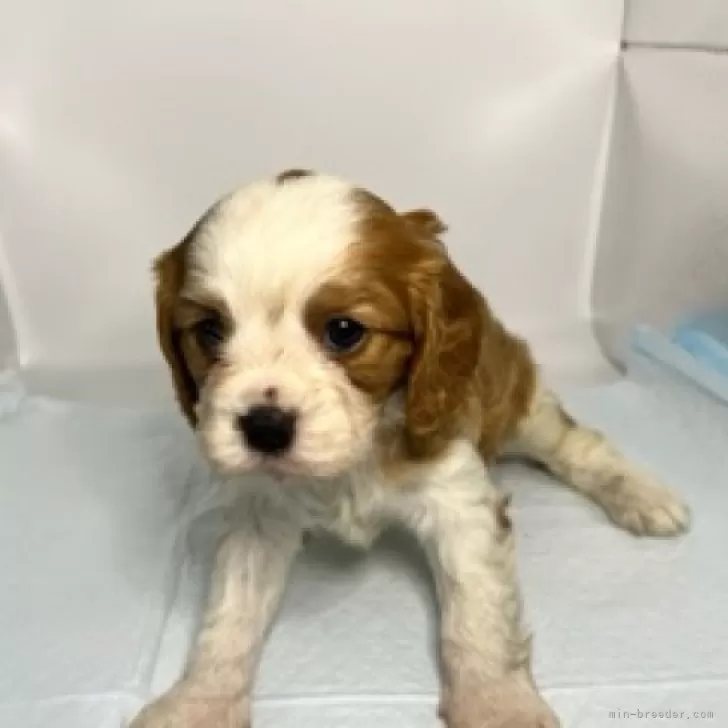 ID:2401-00852の子犬