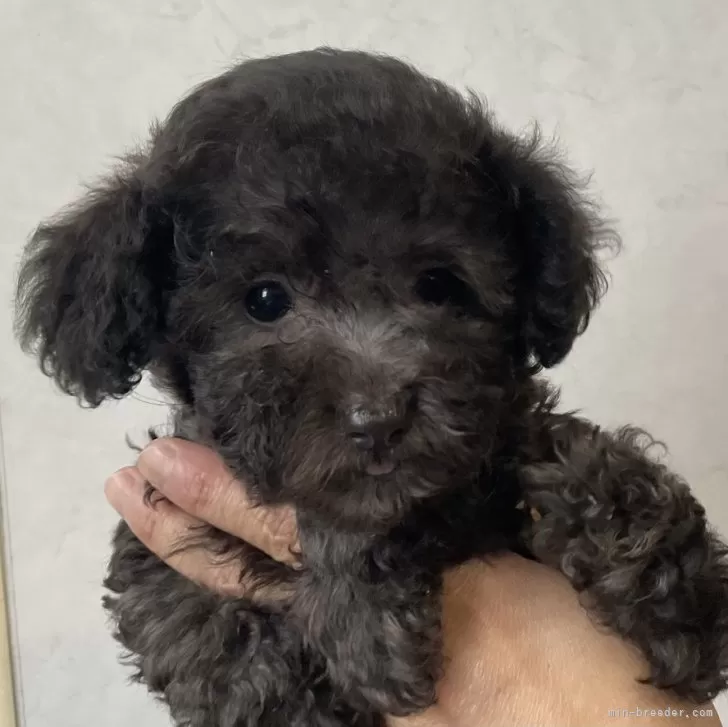 ID：2406-02778の子犬