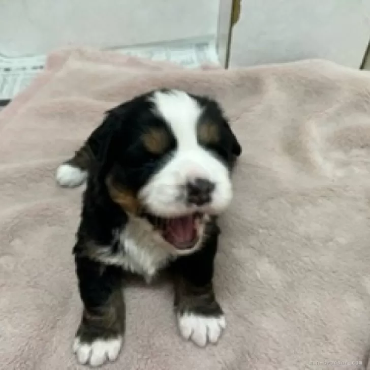 ID：2401-00838の子犬