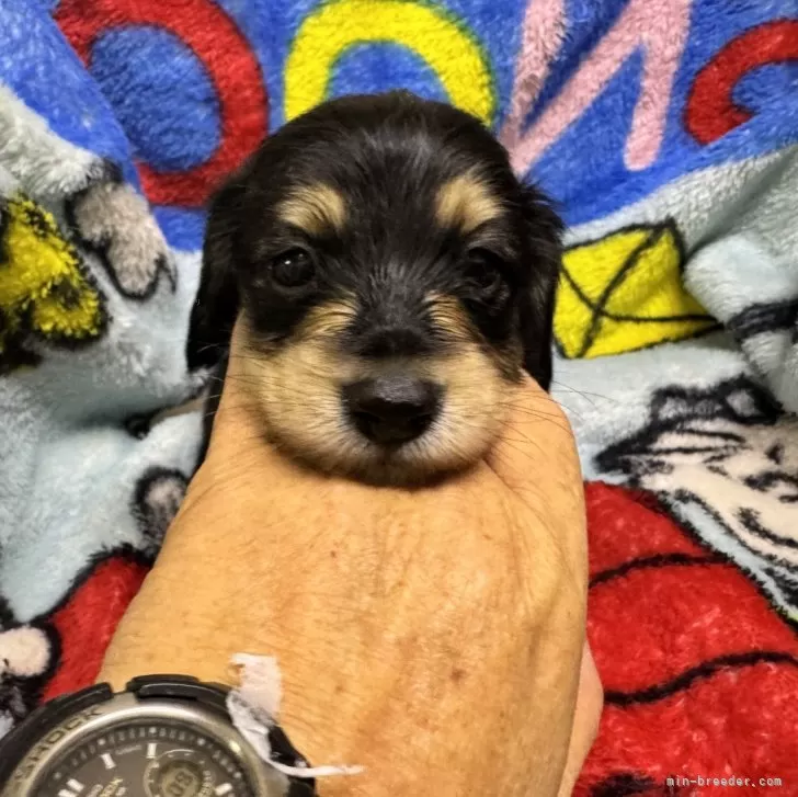 ID:2402-06222の子犬