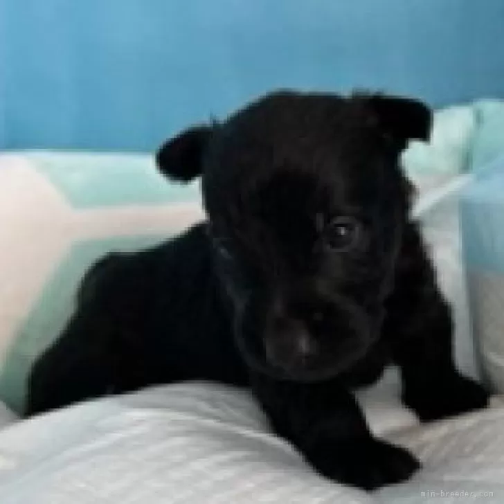 あっこ姉 様のお迎えした子犬