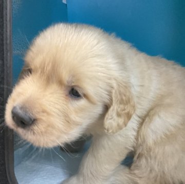 ゴールデンレトリバー【愛知県・女の子・2024年3月3日・ゴールド】の写真「元気な子です。」