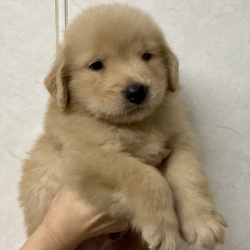 ゴールデンレトリバー【愛知県・男の子・2024年9月13日・ゴールド】の写真「元気な可愛い子です。」