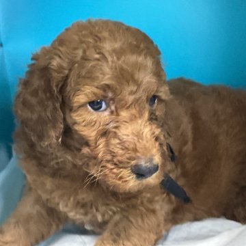 スタンダードプードル【愛知県・女の子・2024年3月8日・レッド】の写真「活発な子です。」