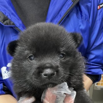 甲斐犬【愛知県・女の子・2024年2月3日・黒虎】の写真「しっかりした子です。」