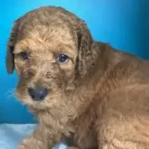 スタンダードプードル【愛知県・女の子・2024年3月8日・レッド】の写真1