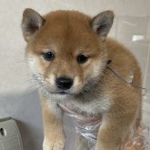 柴犬(標準サイズ)