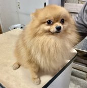 ポメラニアン【・男の子・2023年4月20日・オレンジ】