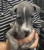 イタリアングレーハウンド【愛知県・女の子・2024年4月25日・ブルーホワイト】の写真2