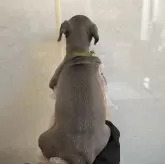 イタリアングレーハウンド【愛知県・女の子・2024年2月18日・ブルー】の写真3