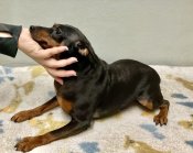 ミニチュアピンシャー【・男の子・2023年5月20日・ブラックタン】