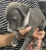 イタリアングレーハウンド【愛知県・女の子・2024年4月25日・ブルーホワイト】の写真3