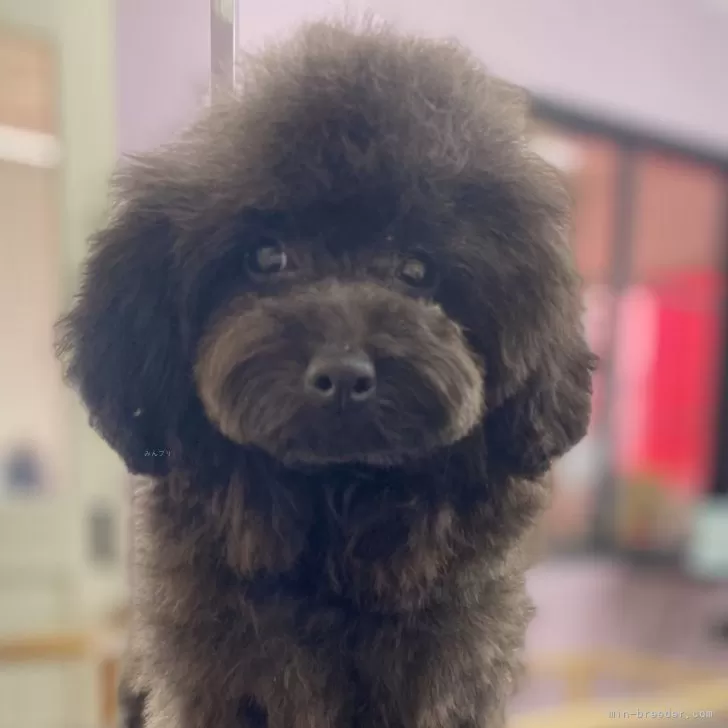 ID:2412-00400の子犬