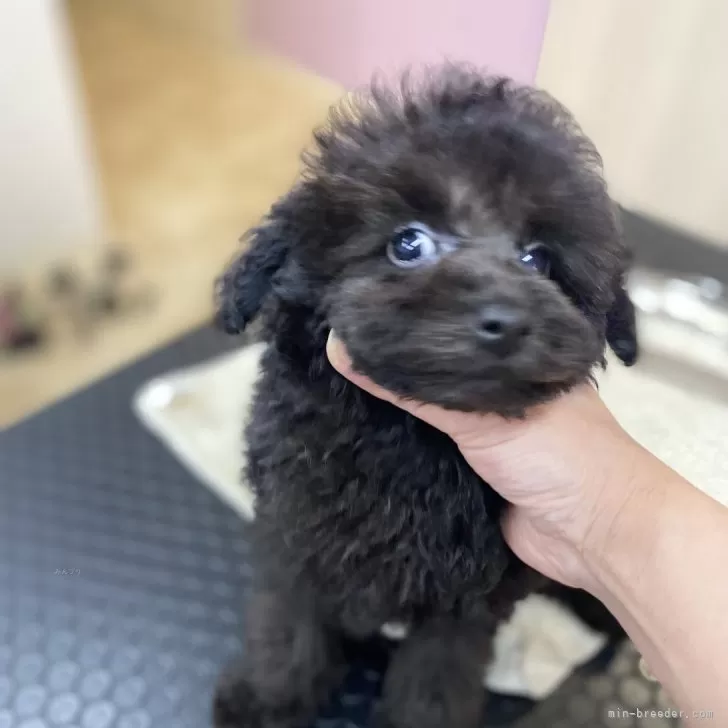 ID:2411-01495の子犬