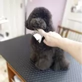 タイニープードル