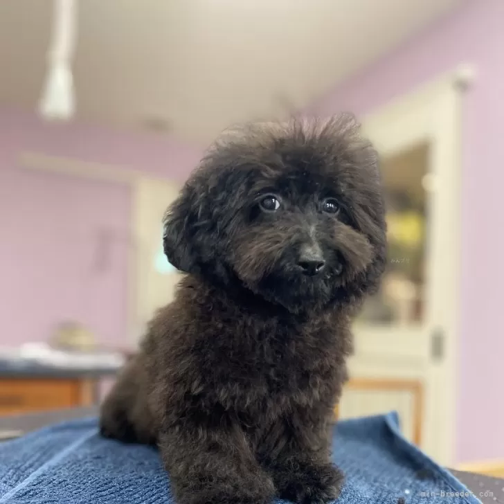 ID:2312-03382の子犬