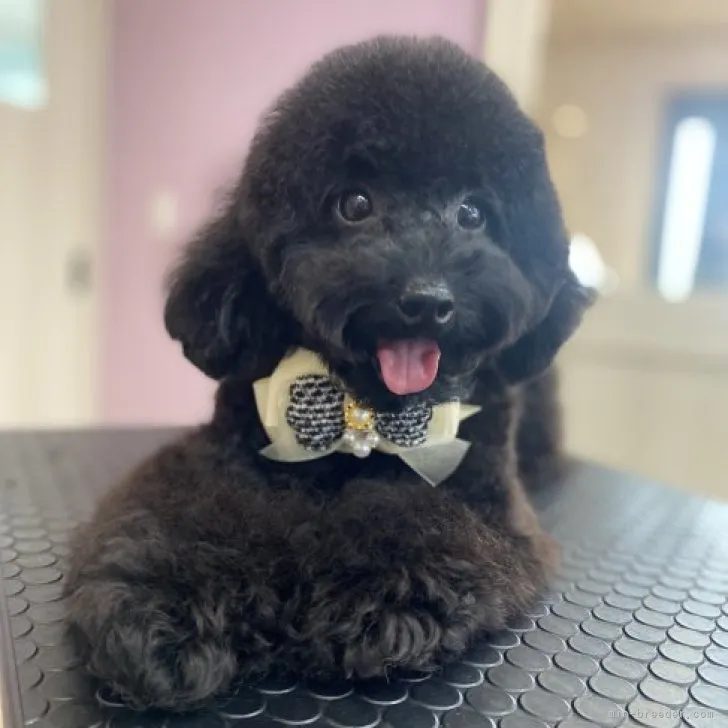ID:2309-03107の子犬