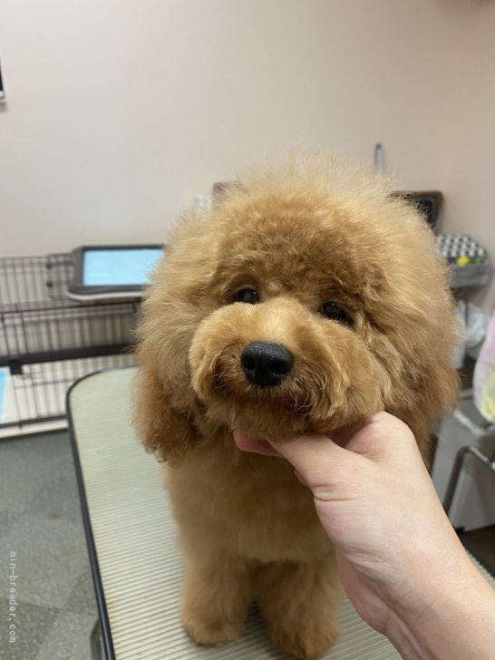 トイプードル 富山県 男の子 21年5月14日 レッド もふもふ丸くん みんなのブリーダー 子犬id 2111 トイプードル 富山県 男の子 21年5月14日 レッド もふもふ丸くん みんなのブリーダー 子犬id 2111