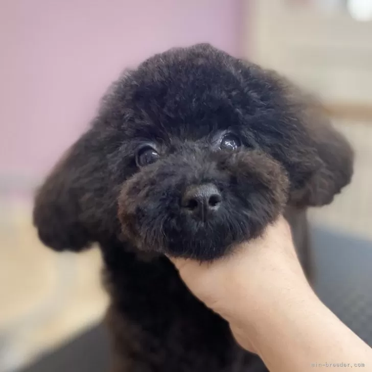 ID:2312-04804の子犬