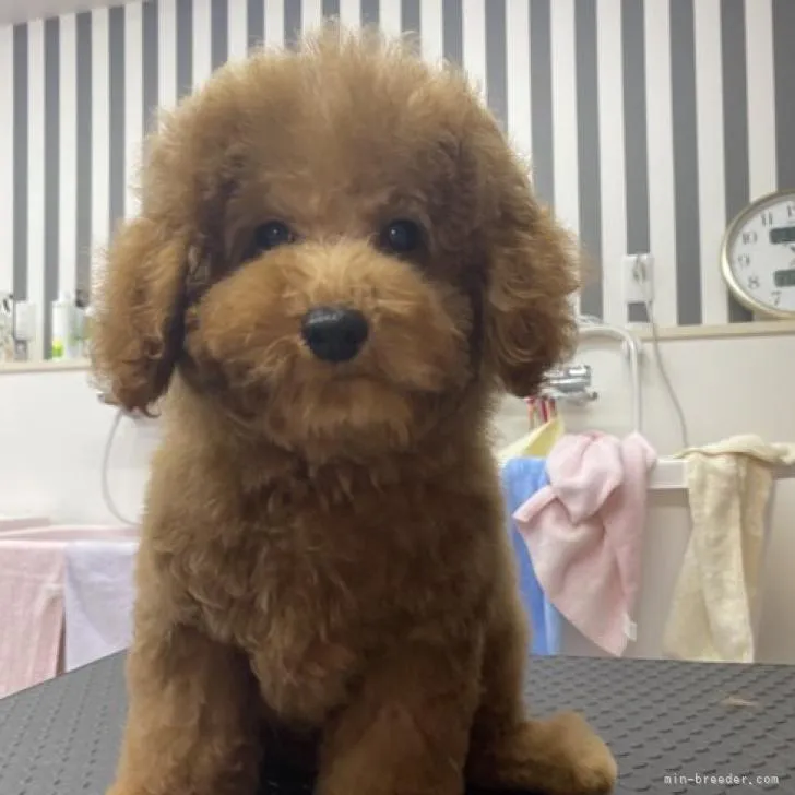 ID:2212-00118の子犬