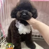 トイプードル(トイ)【富山県・女の子・2023年7月20日・ブラック】の写真1「1/10撮影可愛いです」