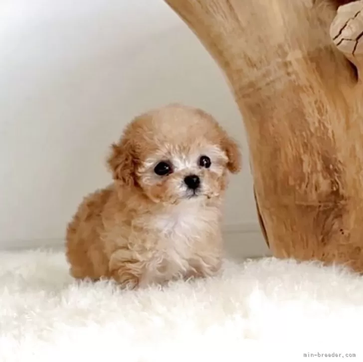 まい 様のお迎えした子犬