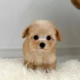 ティーカッププードル