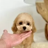 タイニープードル