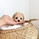 ティーカッププードル