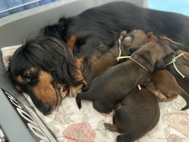 遺伝子検査を積極的に行い、健全な繁殖をしています。｜田中　美妃(たなか　みき)ブリーダー(岐阜県・カニンヘンダックスフンド(ロング)など・JKC登録)の紹介写真5