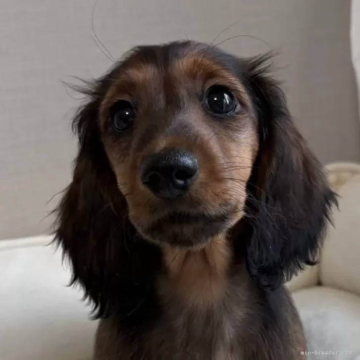 ID:2412-07532の子犬