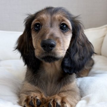 ミニチュアダックスフンド(ロング)【岐阜県・女の子・2024年10月24日・シェーデッドイエロー】の写真「JKCチャンピオン娘！おっとりちゃん♫」